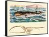 Baleen Whale-null-Framed Stretched Canvas