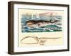 Baleen Whale-null-Framed Art Print