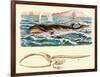 Baleen Whale-null-Framed Art Print