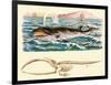 Baleen Whale-null-Framed Art Print