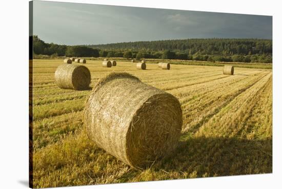 Bales of Barley Straw on Arable Farmland, Scotland, UK-Mark Hamblin-Stretched Canvas