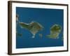 Bali and Lombok, Indonesia, Satellite Image-null-Framed Photographic Print