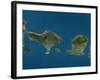 Bali and Lombok, Indonesia, Satellite Image-null-Framed Photographic Print