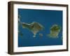 Bali and Lombok, Indonesia, Satellite Image-null-Framed Photographic Print