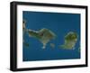 Bali and Lombok, Indonesia, Satellite Image-null-Framed Photographic Print