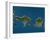 Bali and Lombok, Indonesia, Satellite Image-null-Framed Photographic Print