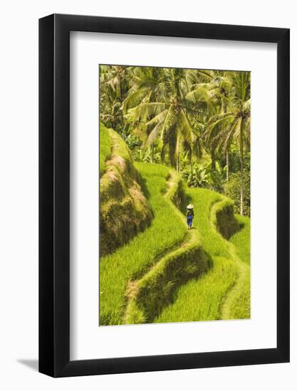 Bali, Indonesia, South East Asia. A Balinese wearing a typical conic hat working on the paddy field-Marco Bottigelli-Framed Photographic Print