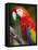 Bali, Ubud, a Greenwing Macaw Poses at Bali Bird Park-Niels Van Gijn-Framed Stretched Canvas