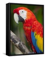 Bali, Ubud, a Greenwing Macaw Poses at Bali Bird Park-Niels Van Gijn-Framed Stretched Canvas