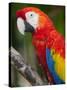 Bali, Ubud, a Greenwing Macaw Poses at Bali Bird Park-Niels Van Gijn-Stretched Canvas