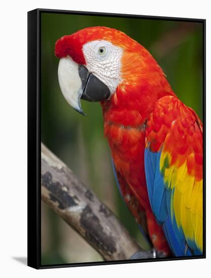 Bali, Ubud, a Greenwing Macaw Poses at Bali Bird Park-Niels Van Gijn-Framed Stretched Canvas