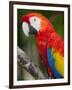 Bali, Ubud, a Greenwing Macaw Poses at Bali Bird Park-Niels Van Gijn-Framed Premium Photographic Print