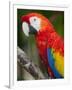 Bali, Ubud, a Greenwing Macaw Poses at Bali Bird Park-Niels Van Gijn-Framed Premium Photographic Print