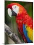 Bali, Ubud, a Greenwing Macaw Poses at Bali Bird Park-Niels Van Gijn-Mounted Premium Photographic Print