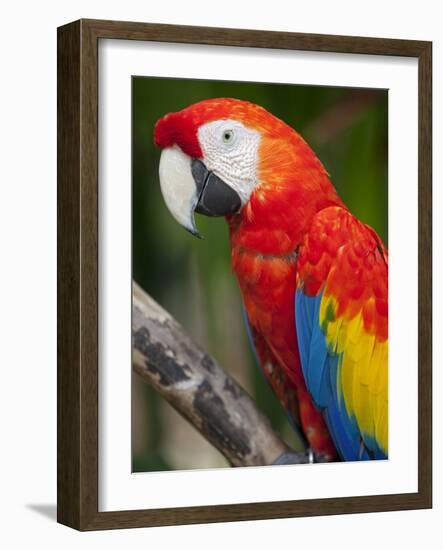 Bali, Ubud, a Greenwing Macaw Poses at Bali Bird Park-Niels Van Gijn-Framed Photographic Print