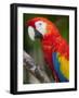 Bali, Ubud, a Greenwing Macaw Poses at Bali Bird Park-Niels Van Gijn-Framed Photographic Print