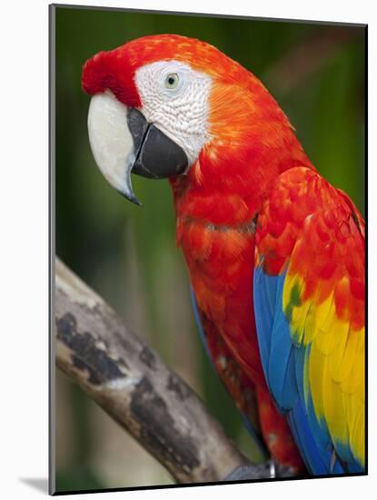 Bali, Ubud, a Greenwing Macaw Poses at Bali Bird Park-Niels Van Gijn-Mounted Photographic Print