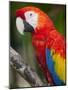 Bali, Ubud, a Greenwing Macaw Poses at Bali Bird Park-Niels Van Gijn-Mounted Photographic Print