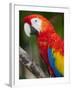 Bali, Ubud, a Greenwing Macaw Poses at Bali Bird Park-Niels Van Gijn-Framed Photographic Print