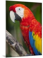 Bali, Ubud, a Greenwing Macaw Poses at Bali Bird Park-Niels Van Gijn-Mounted Photographic Print