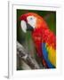 Bali, Ubud, a Greenwing Macaw Poses at Bali Bird Park-Niels Van Gijn-Framed Photographic Print