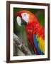 Bali, Ubud, a Greenwing Macaw Poses at Bali Bird Park-Niels Van Gijn-Framed Photographic Print