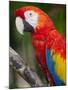 Bali, Ubud, a Greenwing Macaw Poses at Bali Bird Park-Niels Van Gijn-Mounted Photographic Print