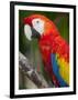 Bali, Ubud, a Greenwing Macaw Poses at Bali Bird Park-Niels Van Gijn-Framed Photographic Print