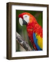 Bali, Ubud, a Greenwing Macaw Poses at Bali Bird Park-Niels Van Gijn-Framed Photographic Print