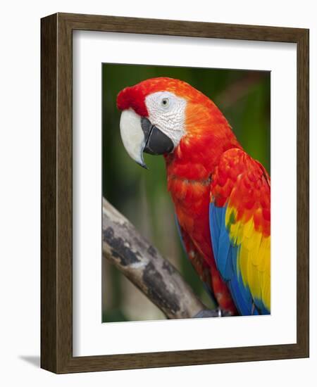 Bali, Ubud, a Greenwing Macaw Poses at Bali Bird Park-Niels Van Gijn-Framed Photographic Print