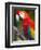 Bali, Ubud, a Greenwing Macaw Poses at Bali Bird Park-Niels Van Gijn-Framed Photographic Print