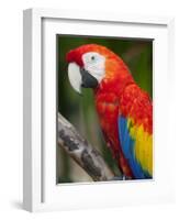 Bali, Ubud, a Greenwing Macaw Poses at Bali Bird Park-Niels Van Gijn-Framed Photographic Print