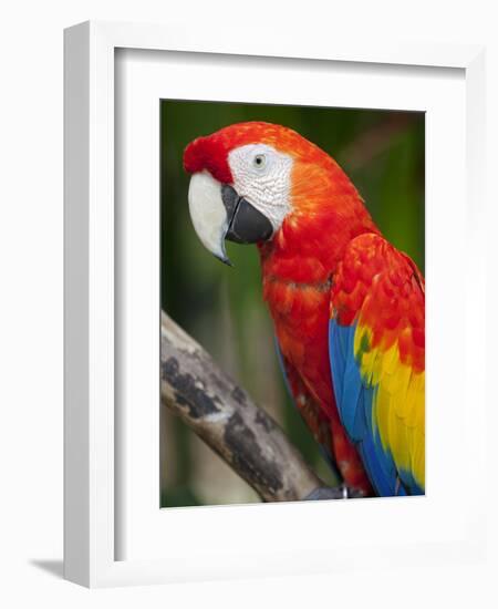 Bali, Ubud, a Greenwing Macaw Poses at Bali Bird Park-Niels Van Gijn-Framed Photographic Print