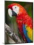 Bali, Ubud, a Greenwing Macaw Poses at Bali Bird Park-Niels Van Gijn-Mounted Photographic Print