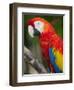 Bali, Ubud, a Greenwing Macaw Poses at Bali Bird Park-Niels Van Gijn-Framed Premium Photographic Print