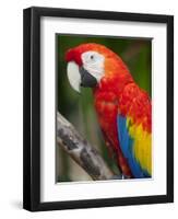 Bali, Ubud, a Greenwing Macaw Poses at Bali Bird Park-Niels Van Gijn-Framed Premium Photographic Print