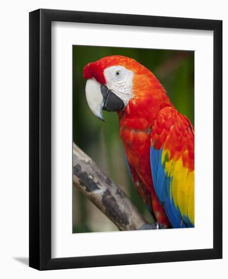 Bali, Ubud, a Greenwing Macaw Poses at Bali Bird Park-Niels Van Gijn-Framed Premium Photographic Print