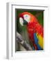 Bali, Ubud, a Greenwing Macaw Poses at Bali Bird Park-Niels Van Gijn-Framed Premium Photographic Print