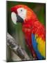 Bali, Ubud, a Greenwing Macaw Poses at Bali Bird Park-Niels Van Gijn-Mounted Premium Photographic Print