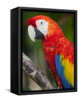 Bali, Ubud, a Greenwing Macaw Poses at Bali Bird Park-Niels Van Gijn-Framed Stretched Canvas