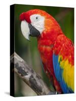 Bali, Ubud, a Greenwing Macaw Poses at Bali Bird Park-Niels Van Gijn-Stretched Canvas