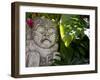 Bali, Ubud, a Stone Carving, Adorned with a Hibiscus Flower, Sits in Tropical Gardens-Niels Van Gijn-Framed Photographic Print