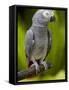 Bali, Ubud, an African Grey Parrot at Bali Bird Park-Niels Van Gijn-Framed Stretched Canvas