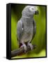 Bali, Ubud, an African Grey Parrot at Bali Bird Park-Niels Van Gijn-Framed Stretched Canvas