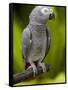 Bali, Ubud, an African Grey Parrot at Bali Bird Park-Niels Van Gijn-Framed Stretched Canvas