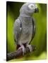 Bali, Ubud, an African Grey Parrot at Bali Bird Park-Niels Van Gijn-Stretched Canvas