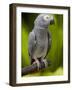 Bali, Ubud, an African Grey Parrot at Bali Bird Park-Niels Van Gijn-Framed Photographic Print