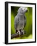 Bali, Ubud, an African Grey Parrot at Bali Bird Park-Niels Van Gijn-Framed Photographic Print