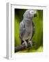 Bali, Ubud, an African Grey Parrot at Bali Bird Park-Niels Van Gijn-Framed Photographic Print