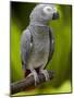 Bali, Ubud, an African Grey Parrot at Bali Bird Park-Niels Van Gijn-Mounted Photographic Print